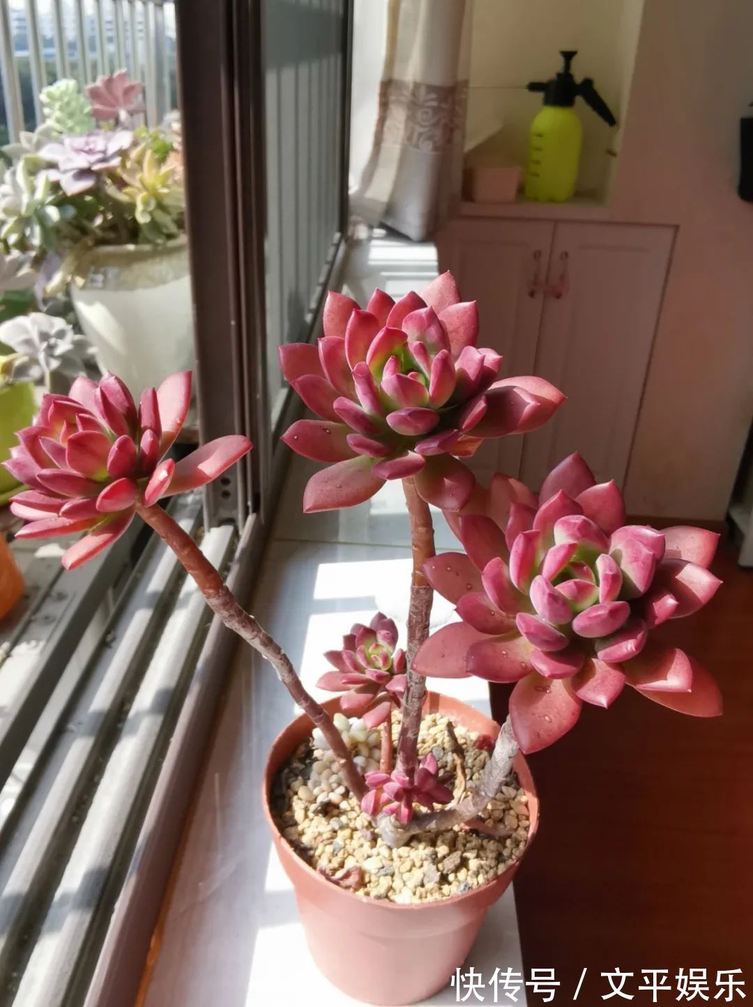 一组逆袭成功的多肉给它时间，它就会给你好看！
