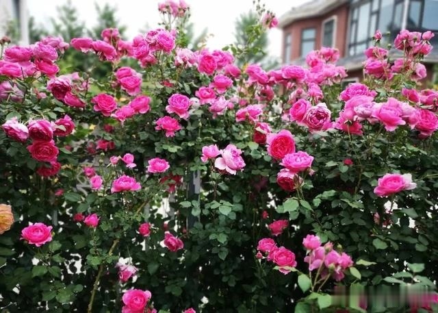 圆滚滚的绣球，瀑布般的花墙，这届花友也太会种花了吧