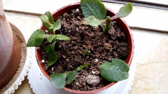 教你这样“扦插”长寿花，学会这些小技巧，一个叶片就成长成一盆