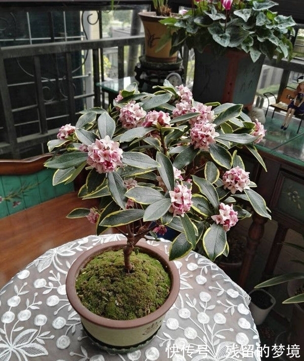 5种“富贵花”,谨记“穷养它”,大盆换小盆,才能开满富贵花