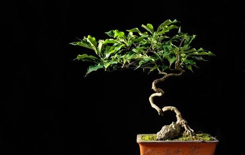 养花不如养盆景，3个套路，把花养成“裸根盆景”，提升档次