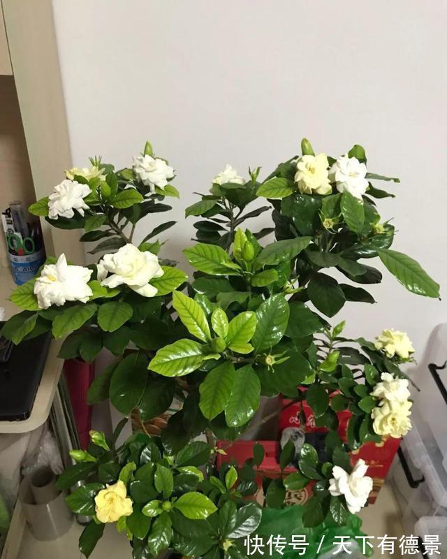 绿萝|一场秋雨一场寒，秋雨后适合扦插6种花，爱生根，爱生长