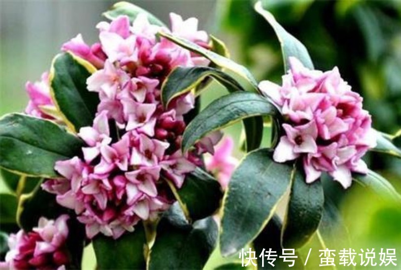 4种“幸福花”,漂亮寓意好,开花好兆头,富贵招财滚滚来!