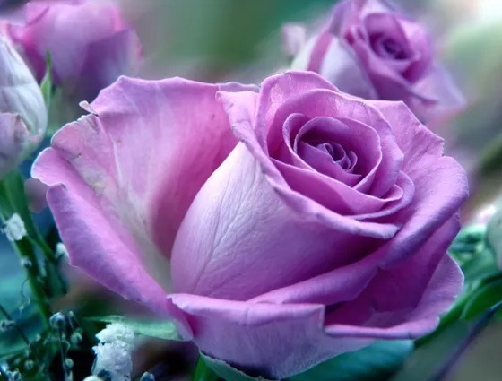 算命|算命的说这三个生肖的女人,比较顾家庭重情义,婚后容易受委屈