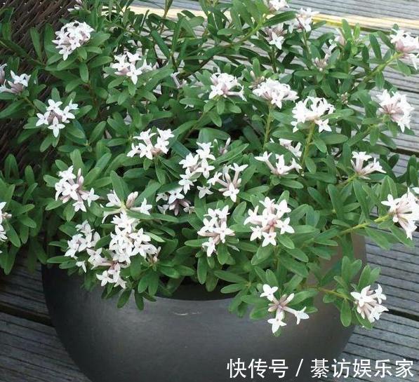 养花|养月季、茉莉不如盆栽金边瑞香,花期长、花朵多,花开满屋飘香