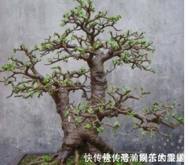 买盆景太贵此2种花插一根枝就能活,1年成老桩,越养越“值钱”