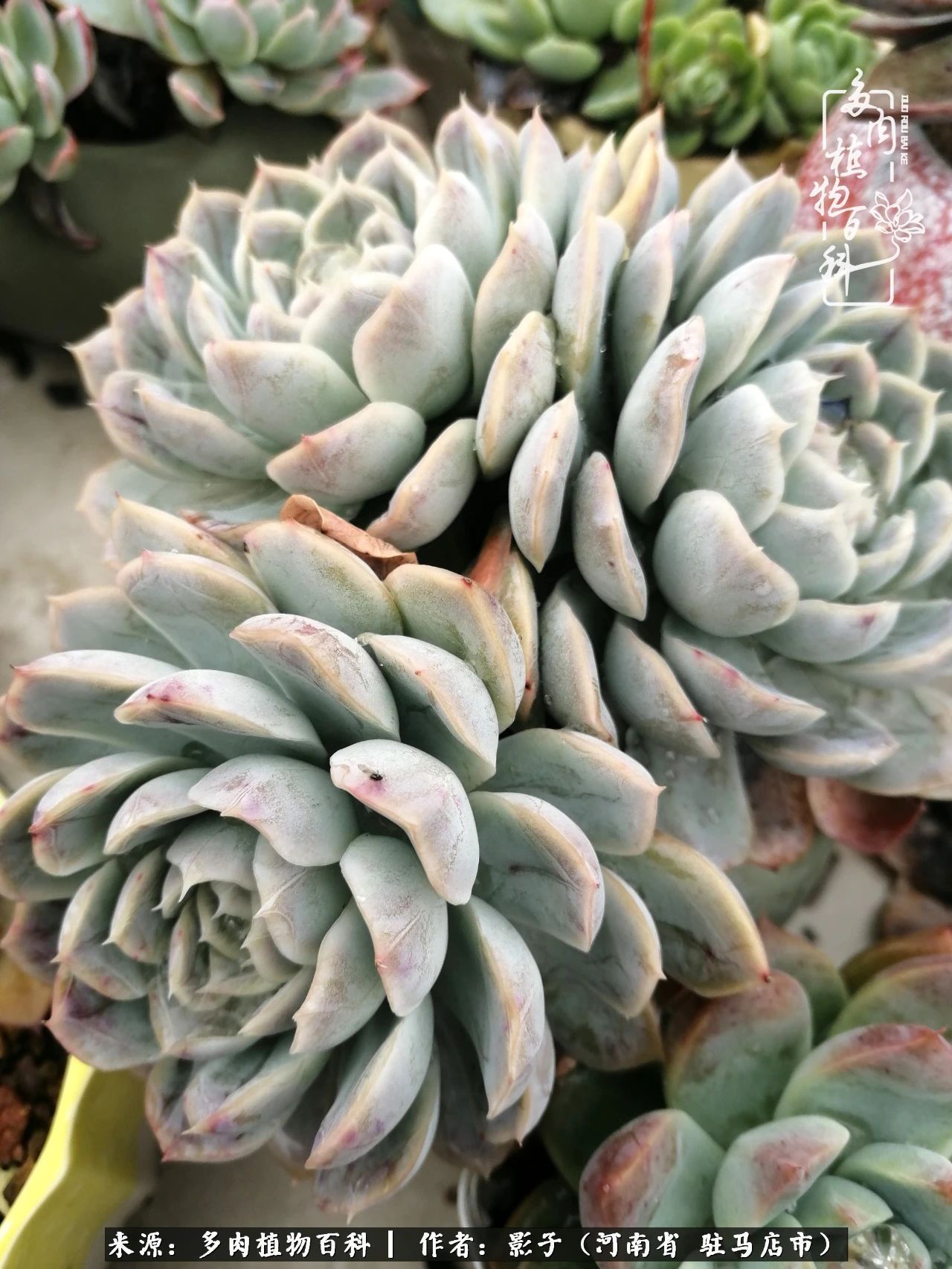 阳台上|被风雨洗礼的多肉越来越漂亮了,忍不住又往坑里跳!