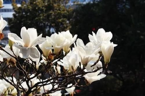 珠珠|花期正好!趵突泉畔的玉兰蜡梅绽放啦!喜气洋洋迎新春!