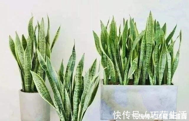 春养虎皮兰,4点“伺候好”,才能长高高,开花特仙气,好运临门!