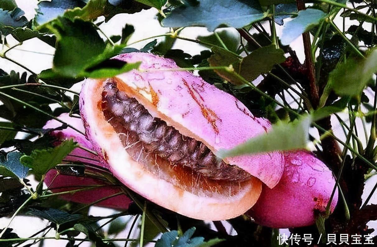 常食|女性不愿早衰,常食3种食物,刮油消脂,润肤养颜,清理体内毒素