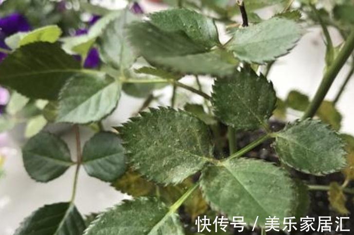 月季盆栽,做好这4步,开花整齐,株型好