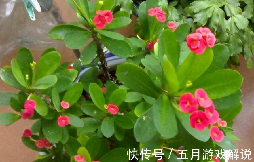 入冬以后,4种小盆花很受欢迎,价格亲民,好养易活,喜欢吗