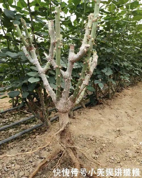 长寿花|花苗越老越值钱这5种花的老桩,买了就上当