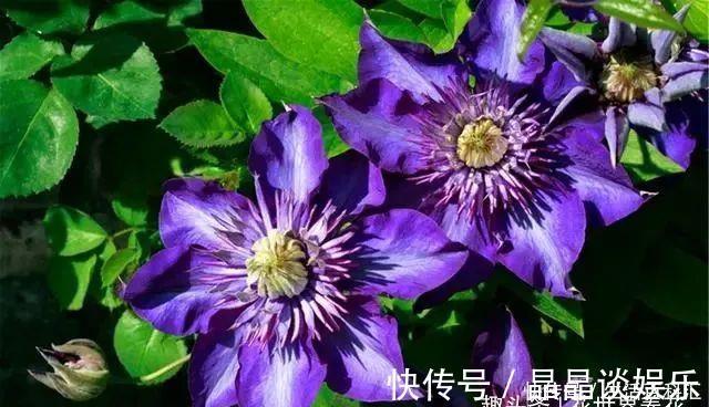 院子|它们是“庭院3宝”，有院子一定要种全，开花时让人羡慕