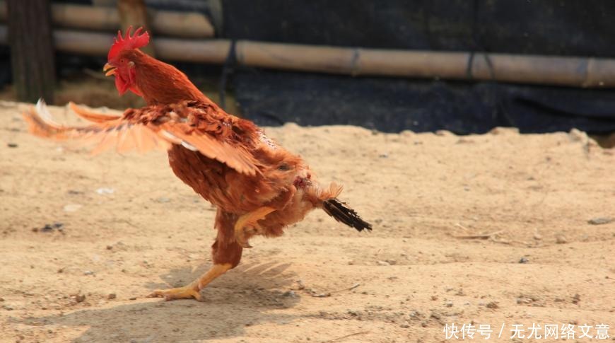 张百忍|“一人得道,鸡犬升天”,其中的一人指的是谁呢?了解一下