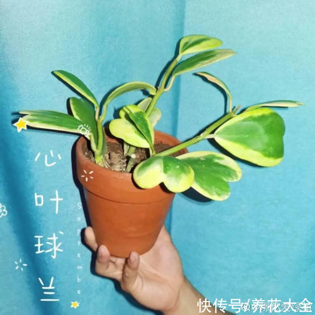 琴叶榕|大叶子耐阴花，室内一定养，叶子比脸大，真凉快