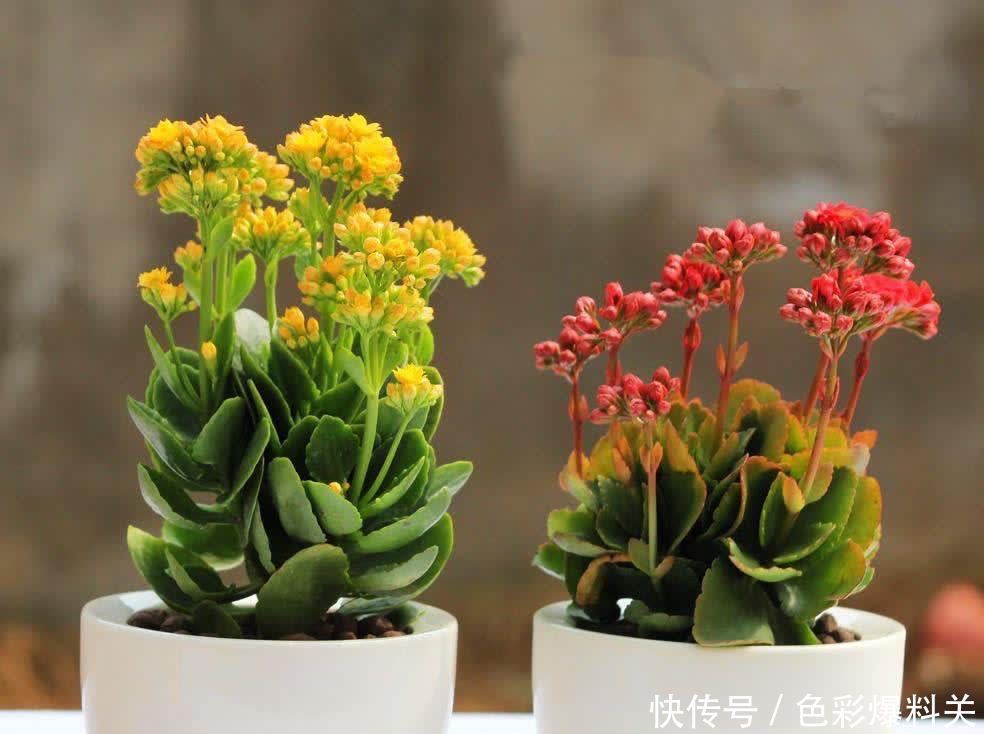 夏天|夏天,有4种花不能浇水多了,“控制浇水”才能状态更美