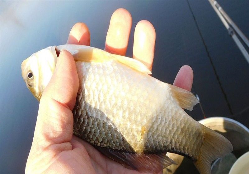 钓不到鱼,除了自然因素外,主要原因还是钓友