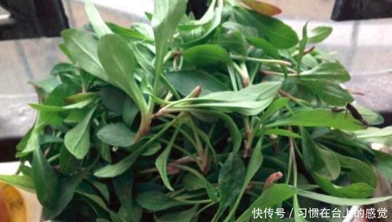 马兰头怎么做好吃 这道野菜炒鸡蛋 营养又好吃 快资讯 马兰头怎么做好吃 这道野菜炒鸡蛋 营养又好吃 快资讯