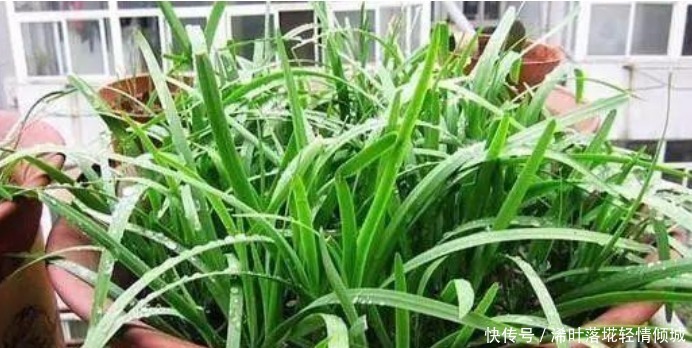 “4种菜”种阳台,生长快周期短,吃完一茬又一茬,不愁没菜吃!