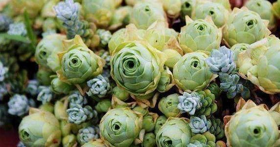 多肉一到夏季就休眠这3种长出“小包子”，照样美美哒