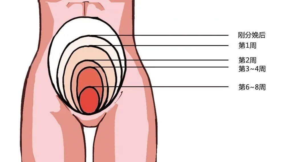 子宫|产后子宫恢复得好不好,看这4个指标