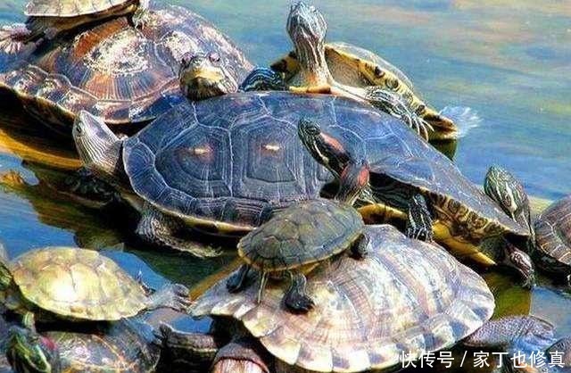 庙小妖风大,后面一句真妙,看完才知道这三个做人的道理真重要