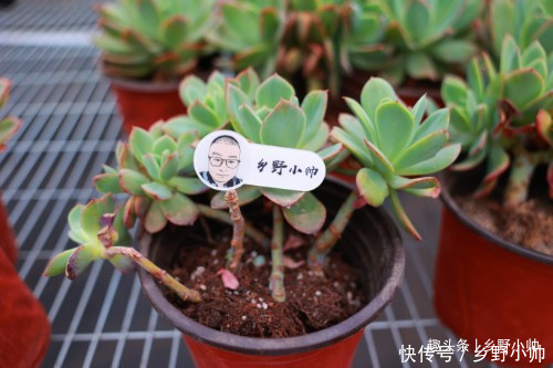 这种多肉鲜艳漂亮,而且容易养出老桩缀化,适合新手