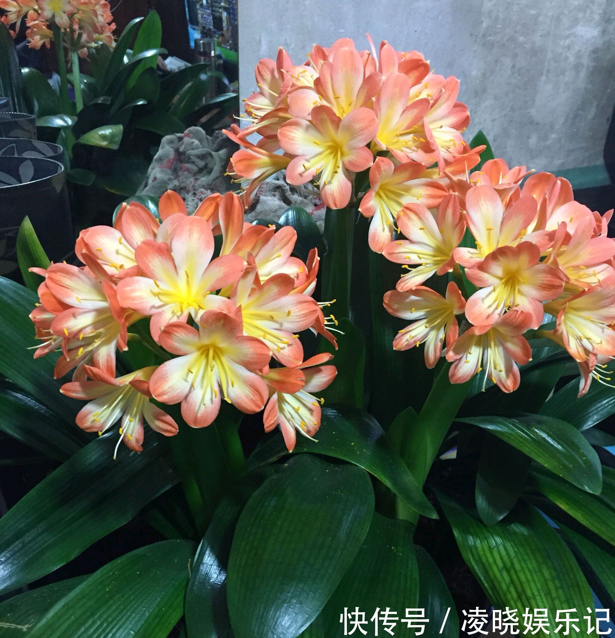 7种漂亮花,寿命长,颜值高,好养活,客厅养一盆,活了几十年