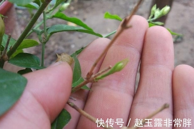 茉莉|茉莉花谢之后该怎么修剪，花农告诉你不用管，也能开满花