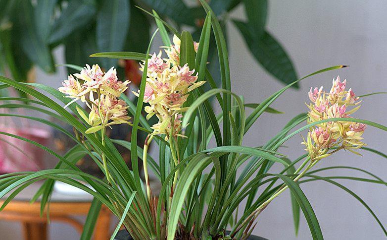 你还在花钱买兰花，农村山里的兰花漂亮又好养，全年都开花