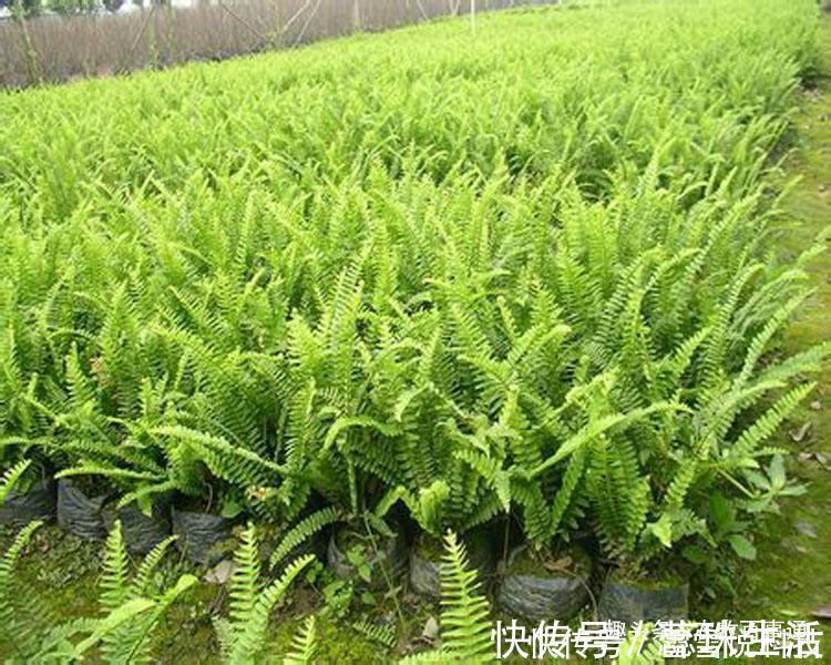 凤凰蛋|农村老人常说的“凤凰蛋”,只在老屋墙上能看到,价值特别高