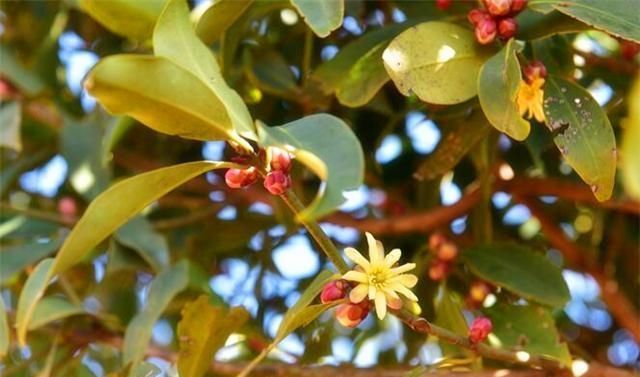 “猪肉不花椒,羊肉不八角,牛肉不韭菜”有科学道理?看专家理解