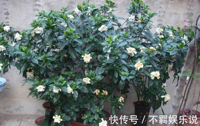 养花大神都会的一个“细节”,盆景养护,摘叶很重要,你会吗