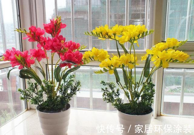 夏天|7种漂亮花,自带“体香”,阳台养一盆,家里就像喷香水