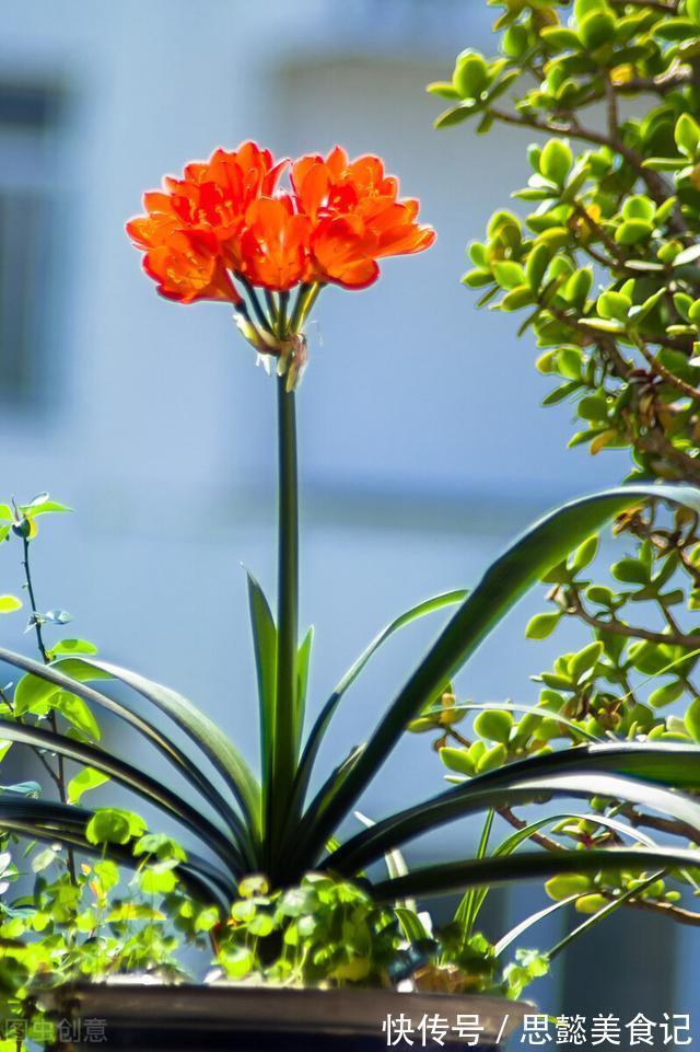 怎样让君子兰一年长出8片叶子?他的做法,值得我们学习