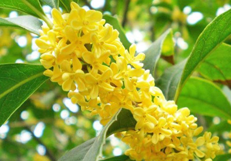 净化|养一棵桂花树盆栽,室内四季飘香