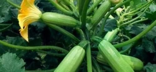  食物|冬天季节，常食这三种食物，养颜美容，滋润皮肤，保持身材