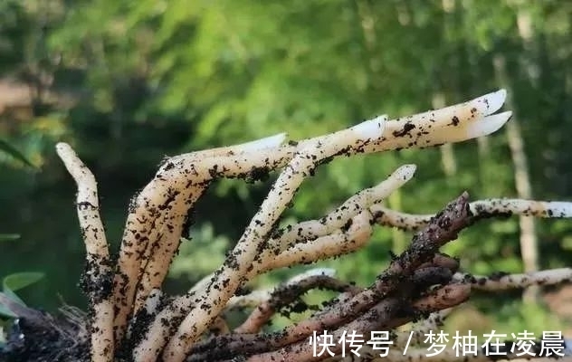 秋天兰花空根怎么办?这几种错误的处理方法,很难让空根再生根