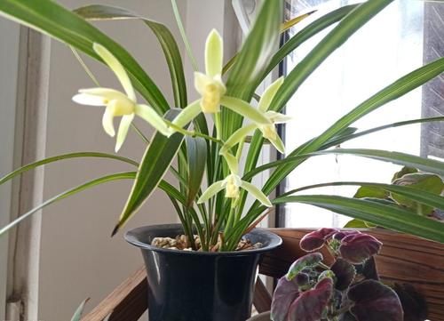 养殖兰花时，谨记僵苗的6个原因和救治办法，解决好了，苗壮芽旺