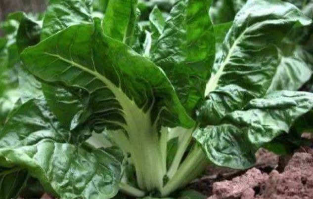 小白菜|聪明女性坚持吃3种食物,美容养生、滋润肌肤,好吃又不贵!