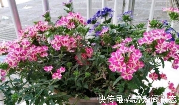 铺地|路边看见1种花,扯根枝条带回家,遇水就生根,盆栽特漂亮