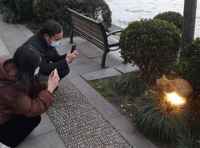 市民|杭州西湖最低零下1度 流浪猫静趴景观灯罩取暖 市民边拍摄边同情