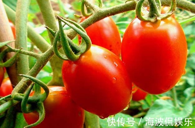 高产|圣女果清热解毒、延缓衰老,农民种植只需四点,收获高产圣女果