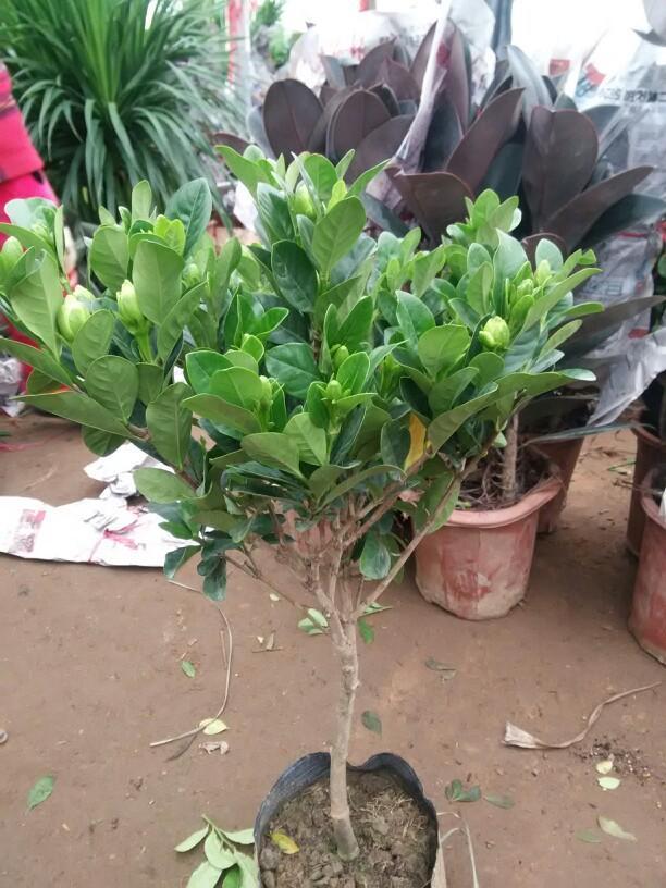 养殖|栀子花真好养,这三个养殖方法包你玩转栀子花