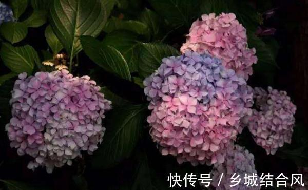 养花试试这几款，是稀有的园林观赏植物和阳台盆栽植物