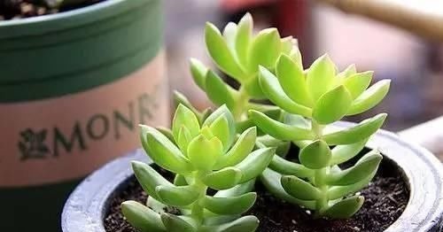 春天养多肉植物有3要,不然长成大高个,现在纠正也不晚