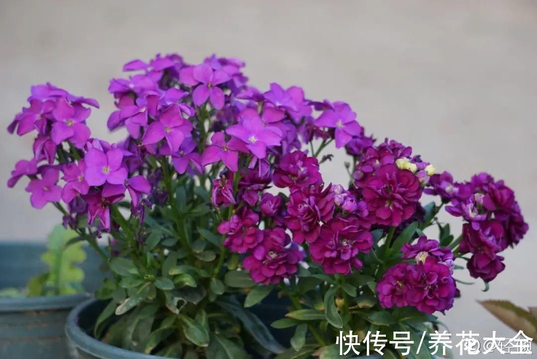 50种花春天播种,长满小院子,能开一整年