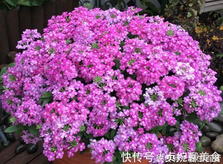 养花就养这几款,全年开花不停,四季有花开,花香四溢飘满屋