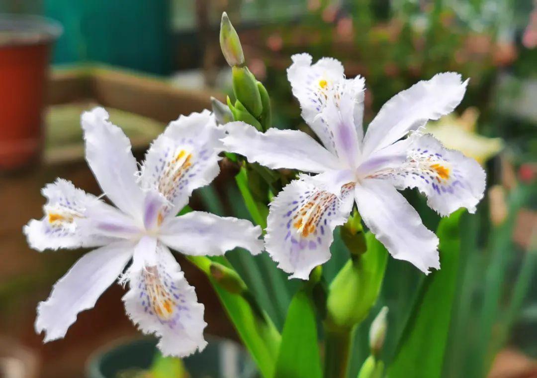 这盆吊兰养2年，年年开满小金鱼，大吉大利好喜气